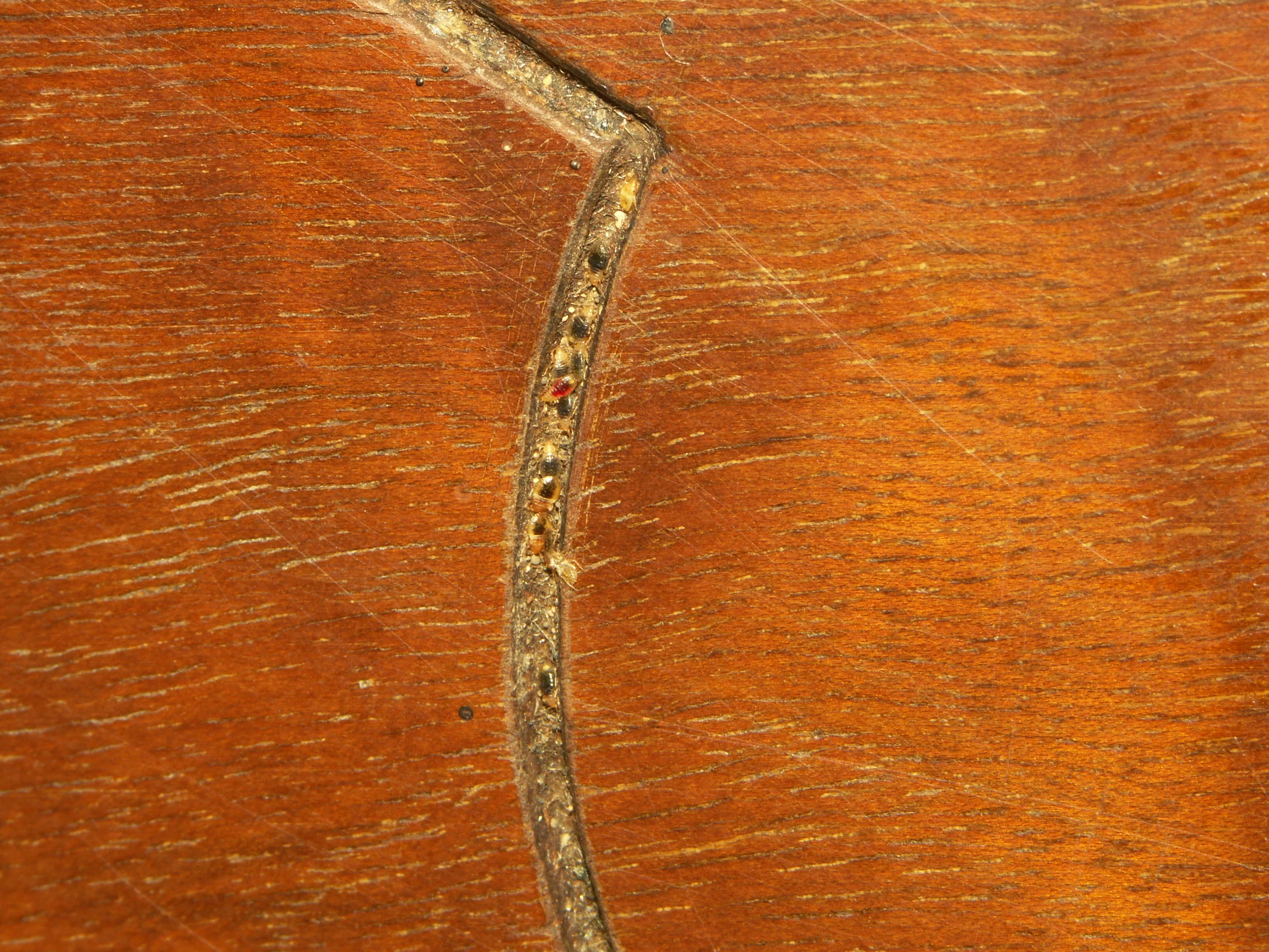 Bed bugs hiding in design groove of a headboard. Photo: Lou Sorkin