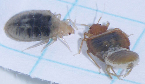 Bed bug cast skin beside bed bug