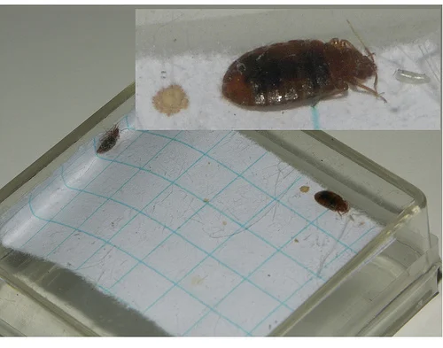 Mated Bed Bugs