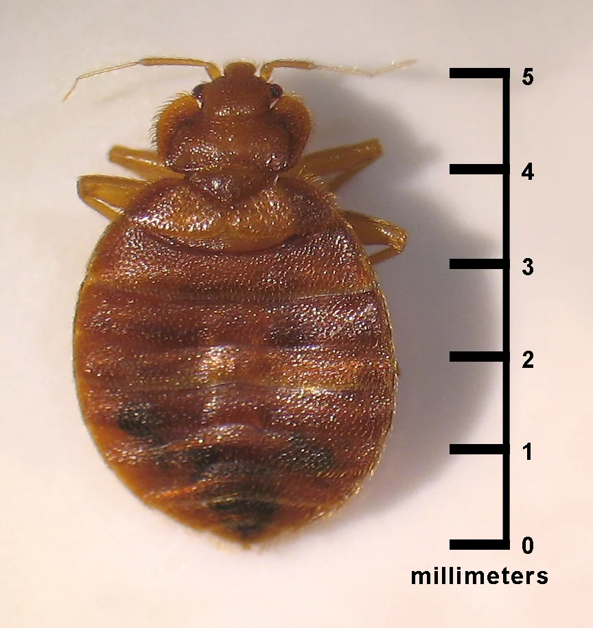 Dorsal view of an adult, Cimex lectularius bed bug.