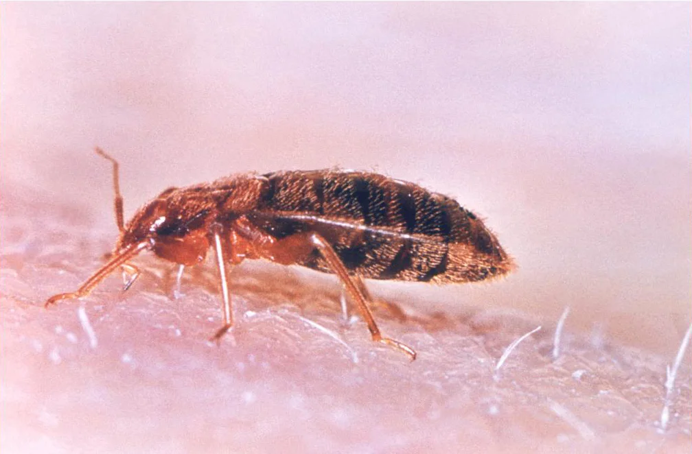 This “common bedbug" Cimex lectularius, uses its mouth parts adapted to piercing skin in order to obtain its blood meal.