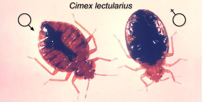 Male and Female Bed Bug