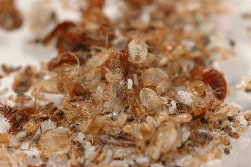 Bed Bug Debris