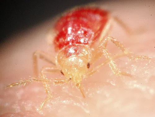 1st Instar Head Shot
