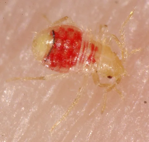 1st Instar Nymph Feeding