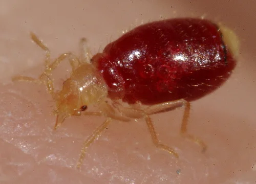 1st Instar Fully Fed & Plump