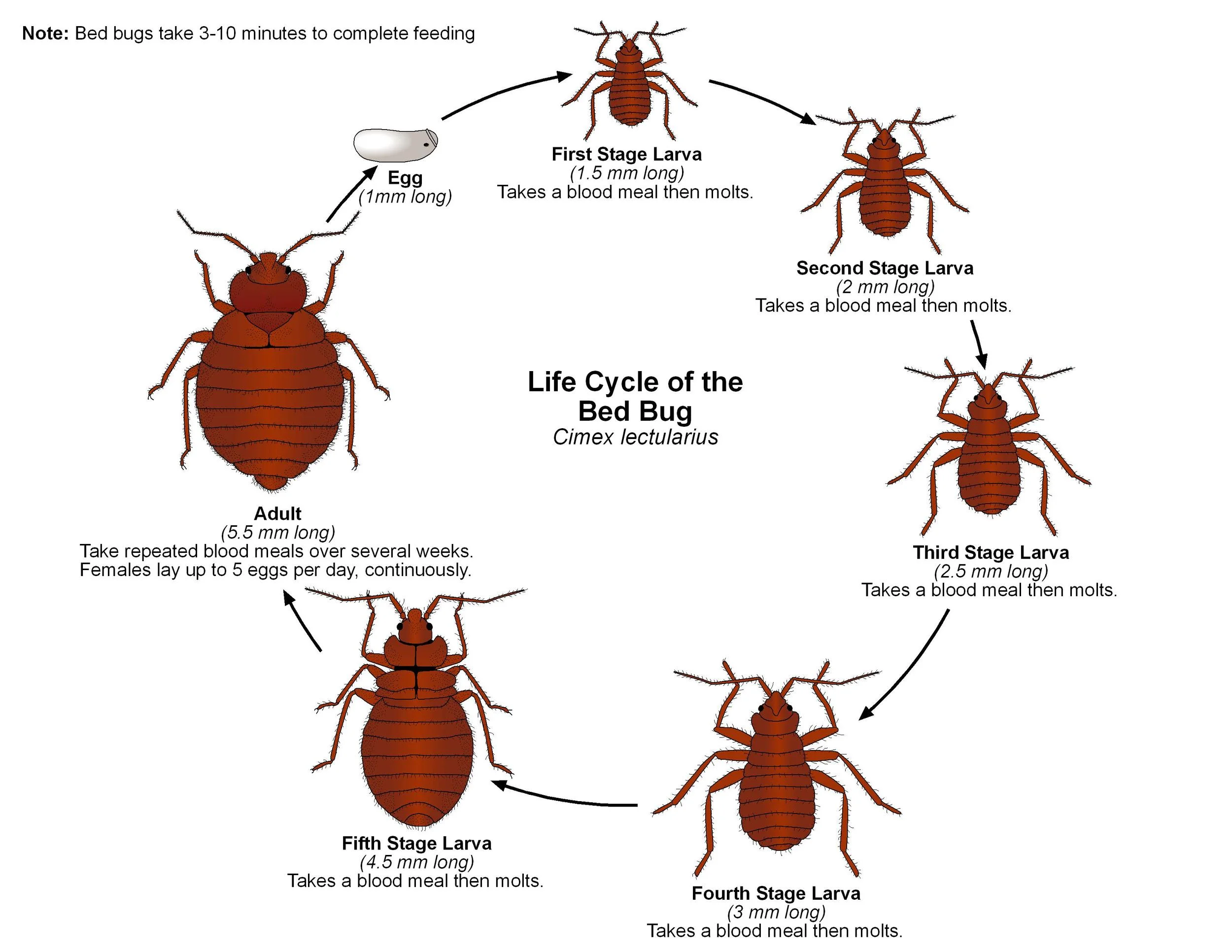 Bed Bug Life Cycle