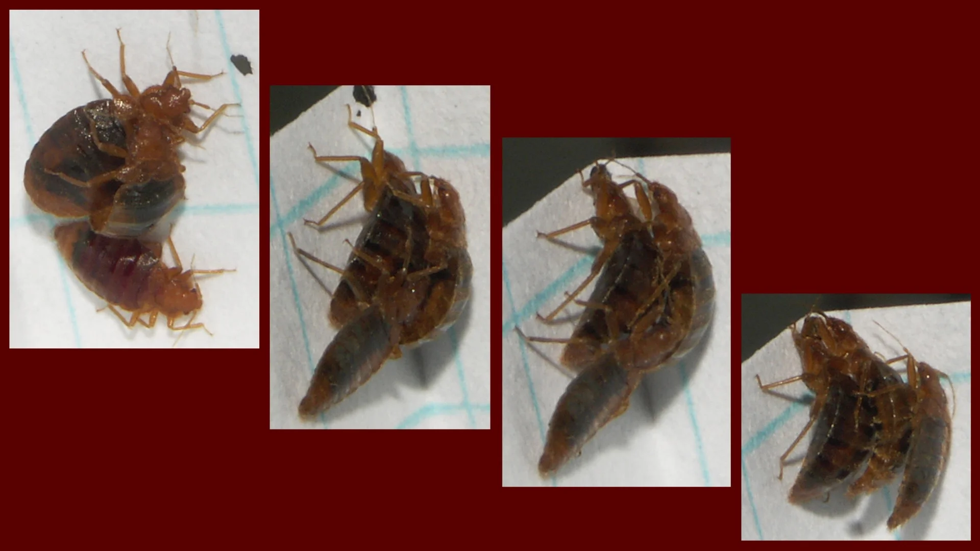 Traumatic Insemination