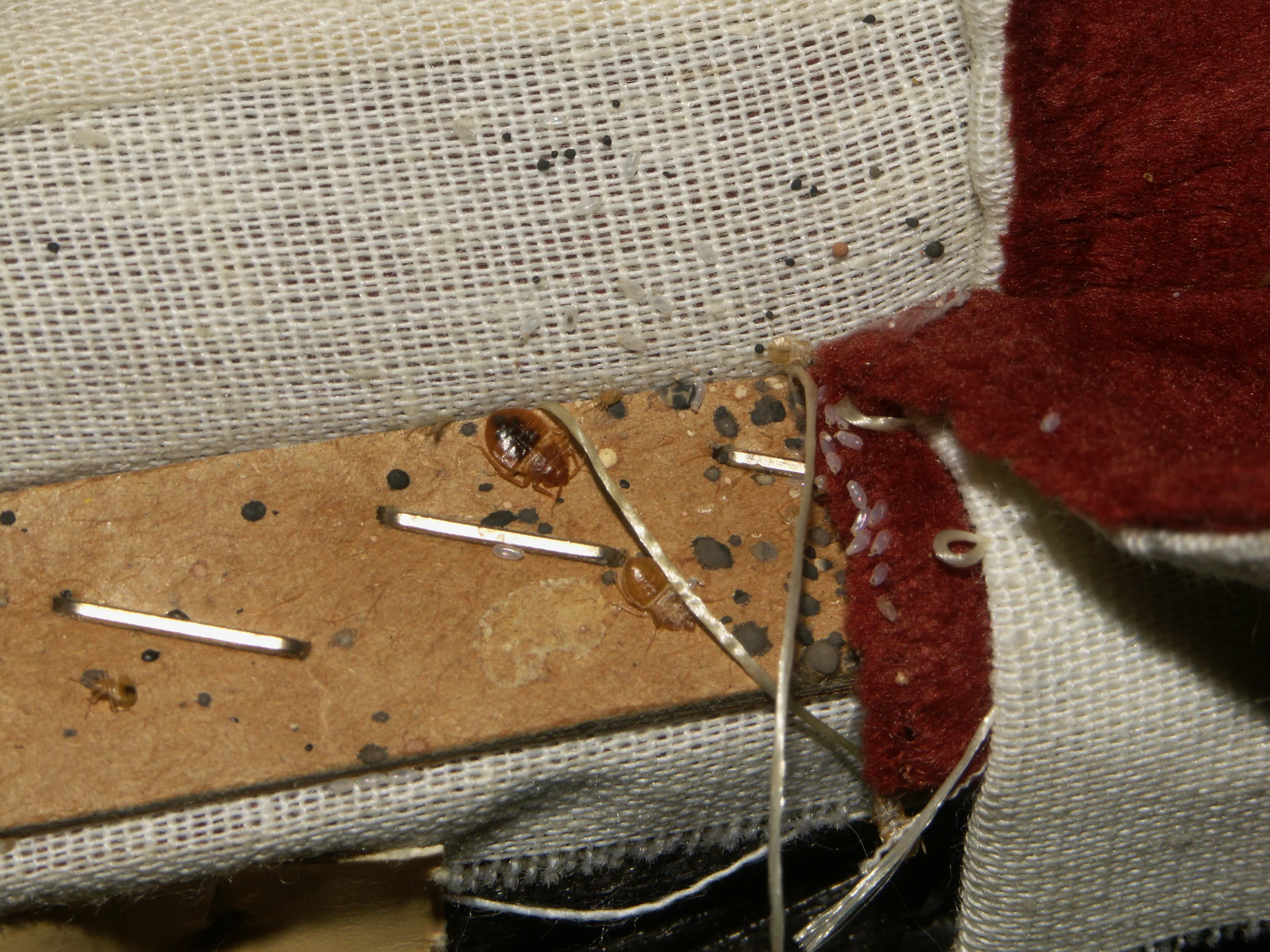 Hiding in Upholstery Staples