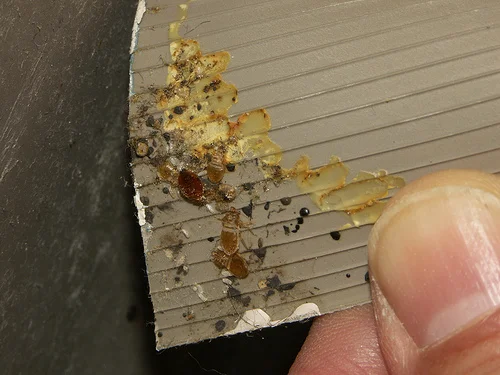 Flat rubber molding pulled back to reveal bed bugs hiding. Notice that bugs are at top of molding in corner where there is no adhesive. Photo: Lou Sorkin