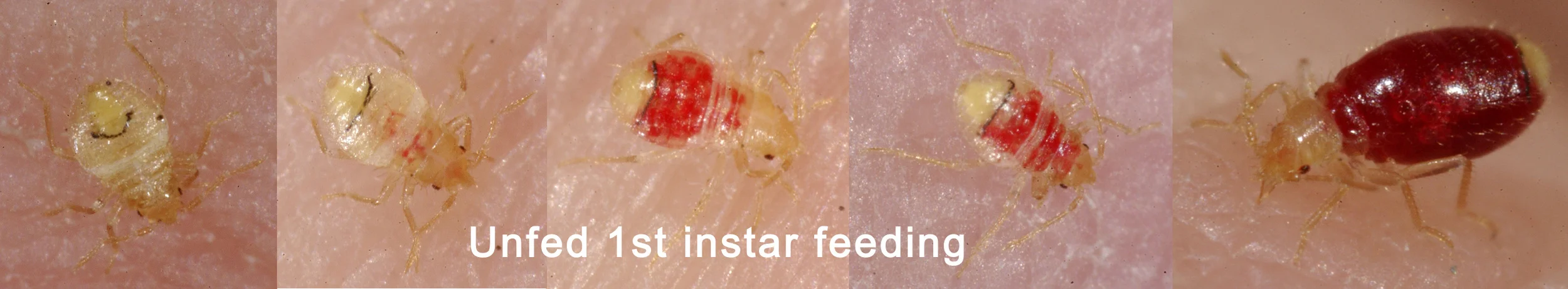 Progressive shots of unfed 1st instar nymph feeding. Photos courtesy of L Sorkin.