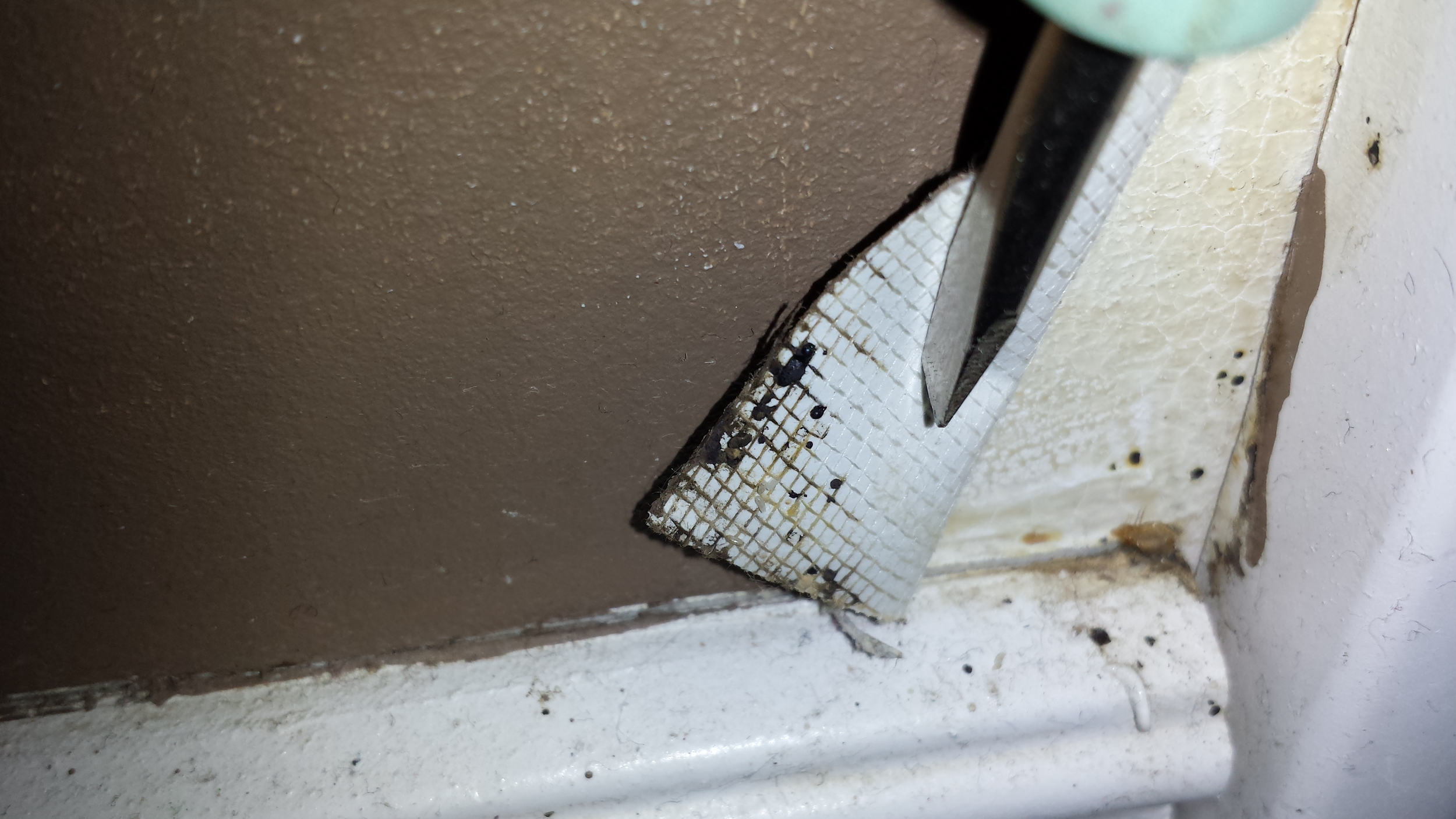 Bed bug fecal spotting is visible along the top edge of the baseboard as well as on the backside of the wallpaper which has been lifted back to reveal more fecal spotting.