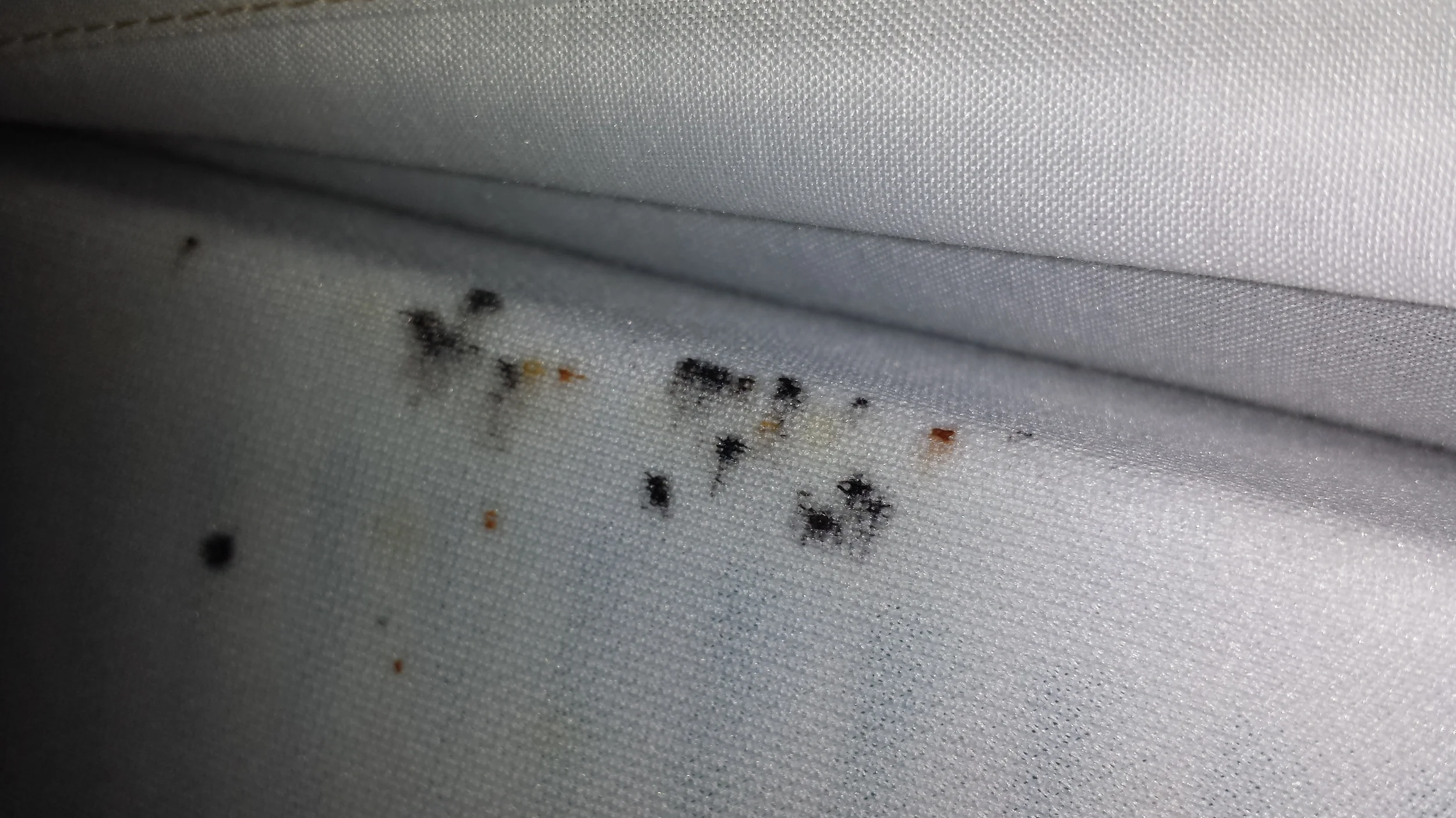 Bed bug fecal spotting on a box spring encasement.