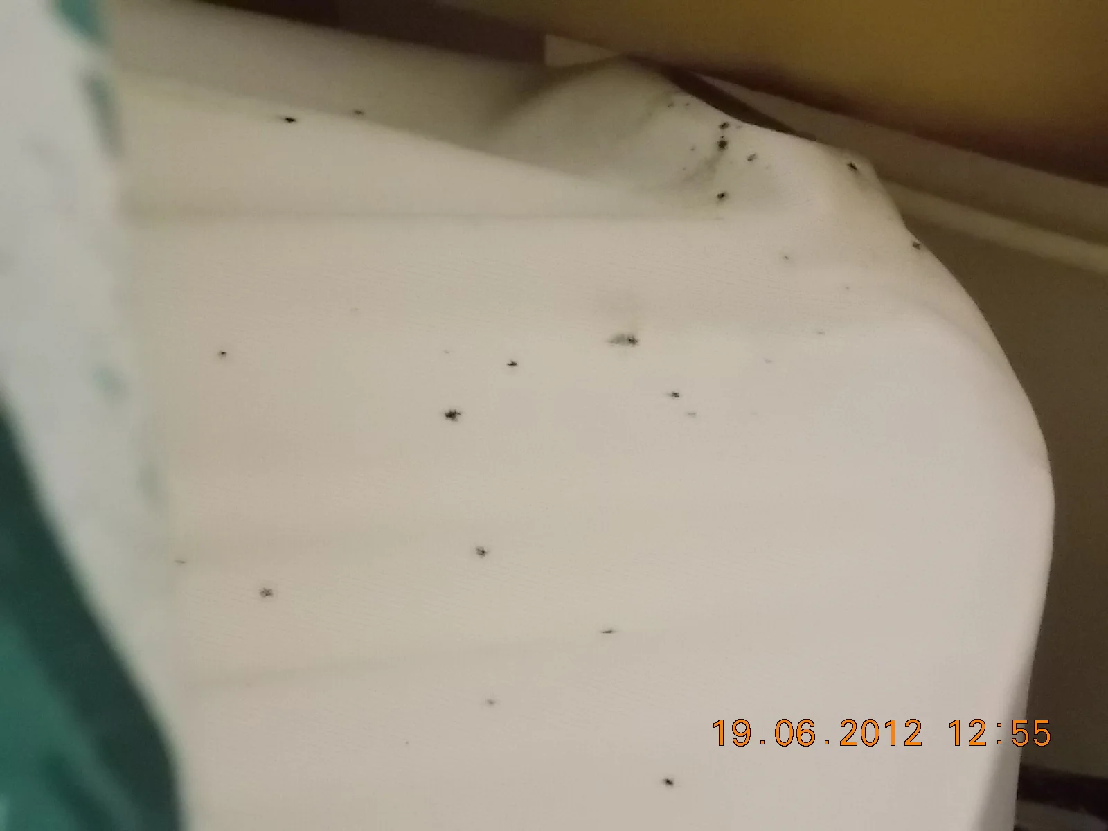Bed bug fecal spots on a bed sheet at the head of the bed. 