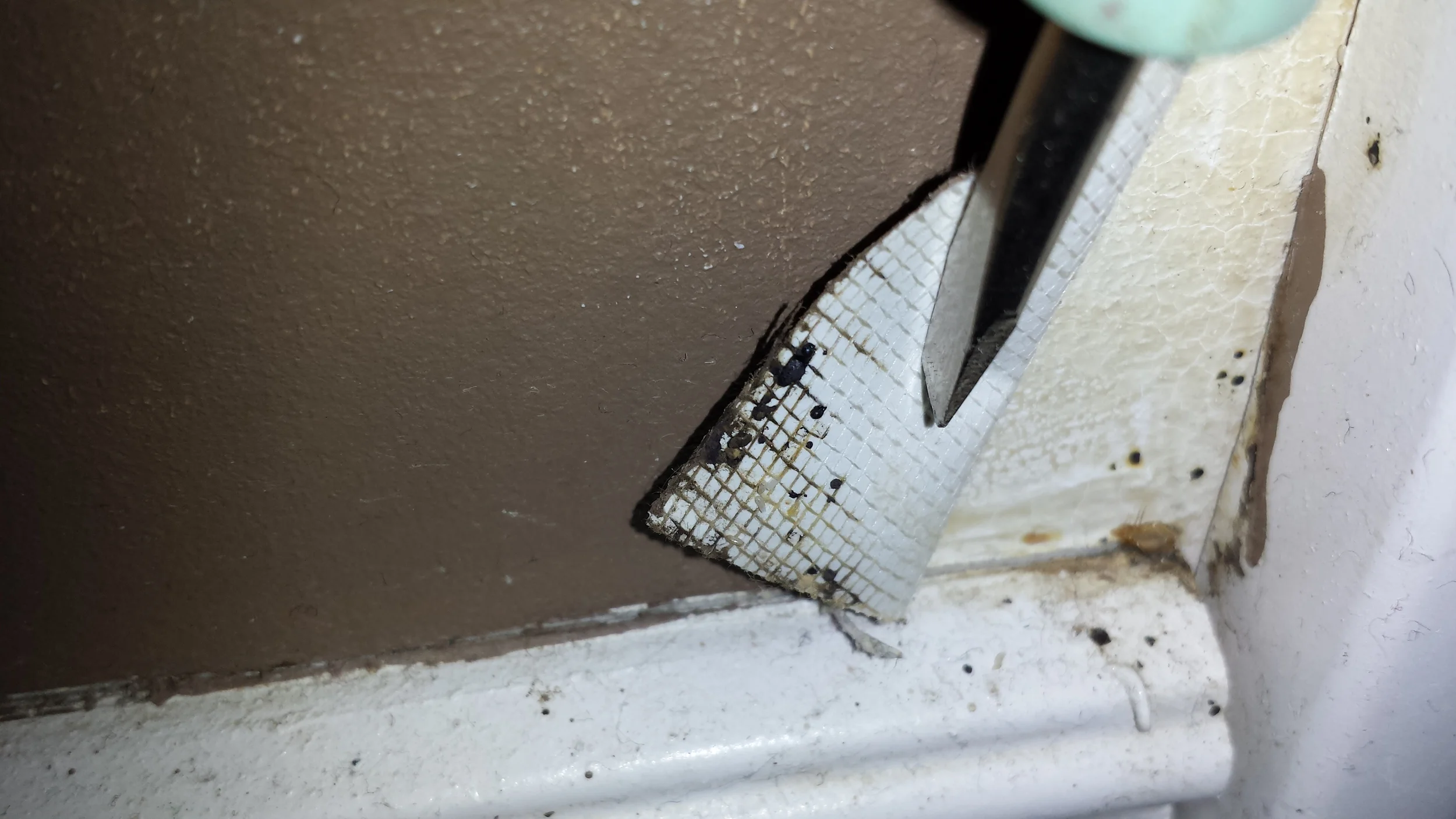 Bed bug fecal