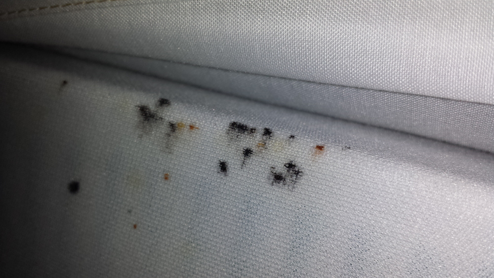 Bed Bug Picture Bites Photo Bugs That Look Like Mutts
