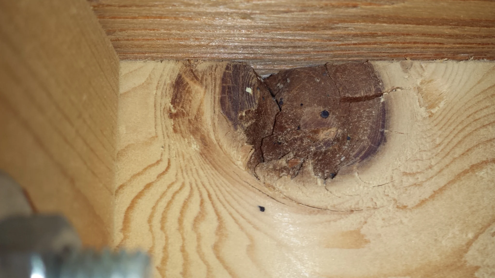 Bed bug harbourage