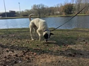 Roger the bed bug dog just sniffin' around.