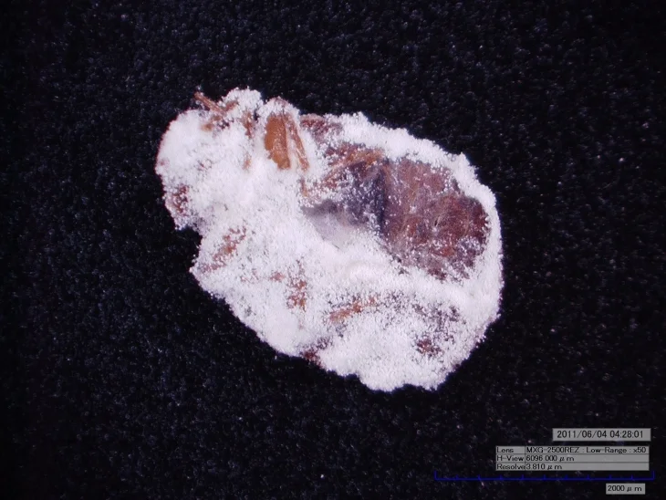 A bed bug that has sucumbed to Beauveria bassiana. Photo courtesy Penn State
