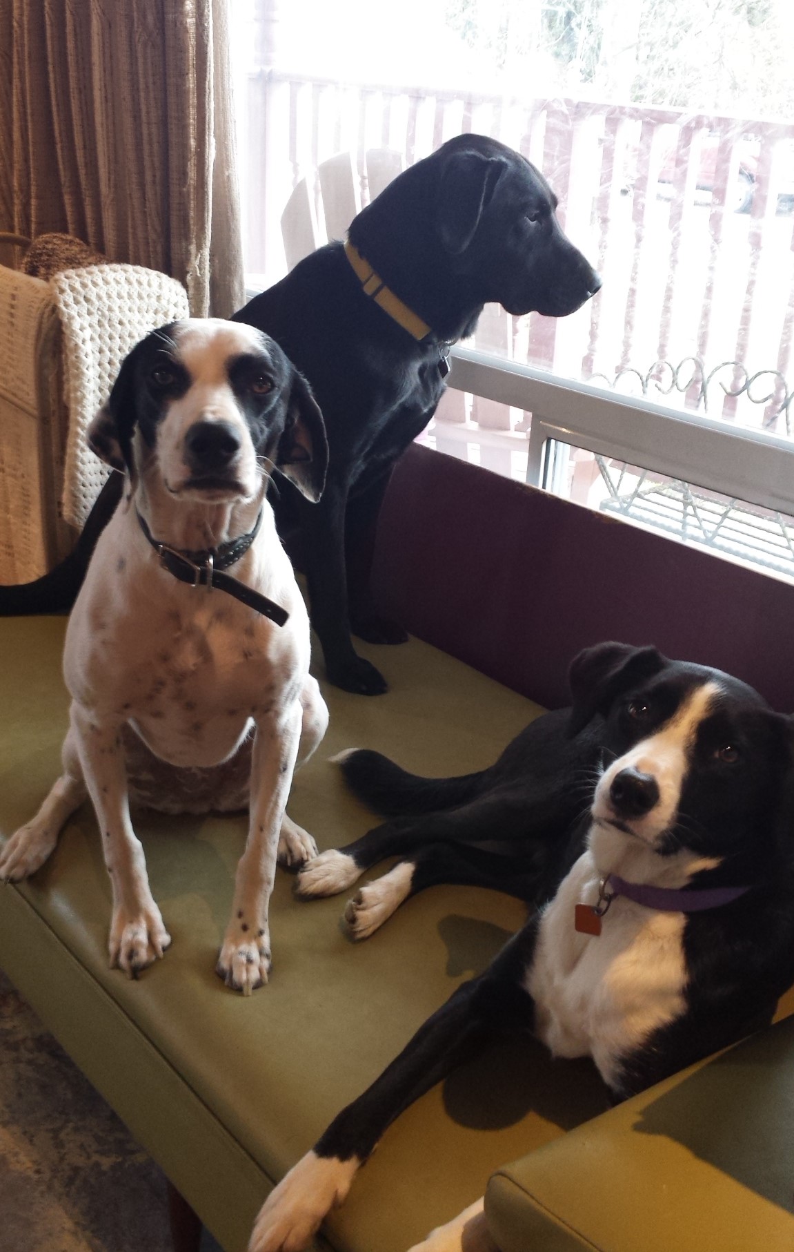 3 of our pack on a day off.jpg
