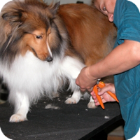 Regular nail care is important to a healthy canine.