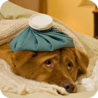 The AVMA suggests that you consult your veterinarian if your pet shows any of the signs listed on this page.