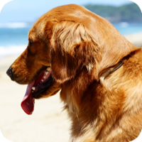 Going on a trip doesn't mean that you have to leave your pet behind. 