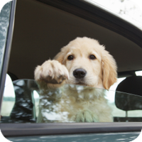 Pets should not be allowed to ride with their heads outside car windows. Particles of dirt can enter the eyes, ears, and nose, causing injury or infection.