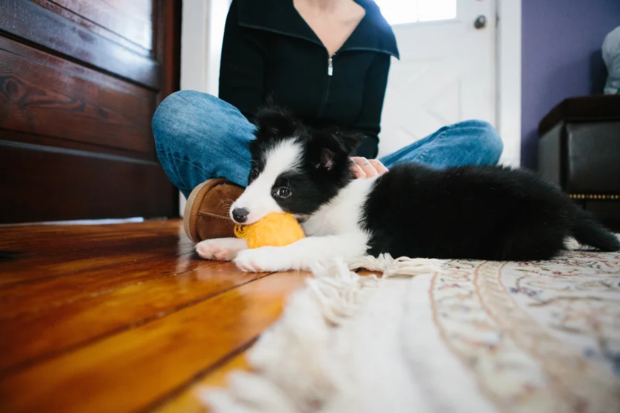 Cleveland Border Collies.jpg