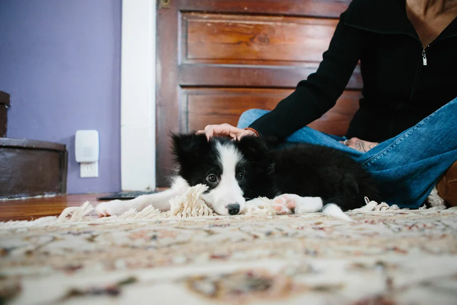 Border Collie Puppy.jpg