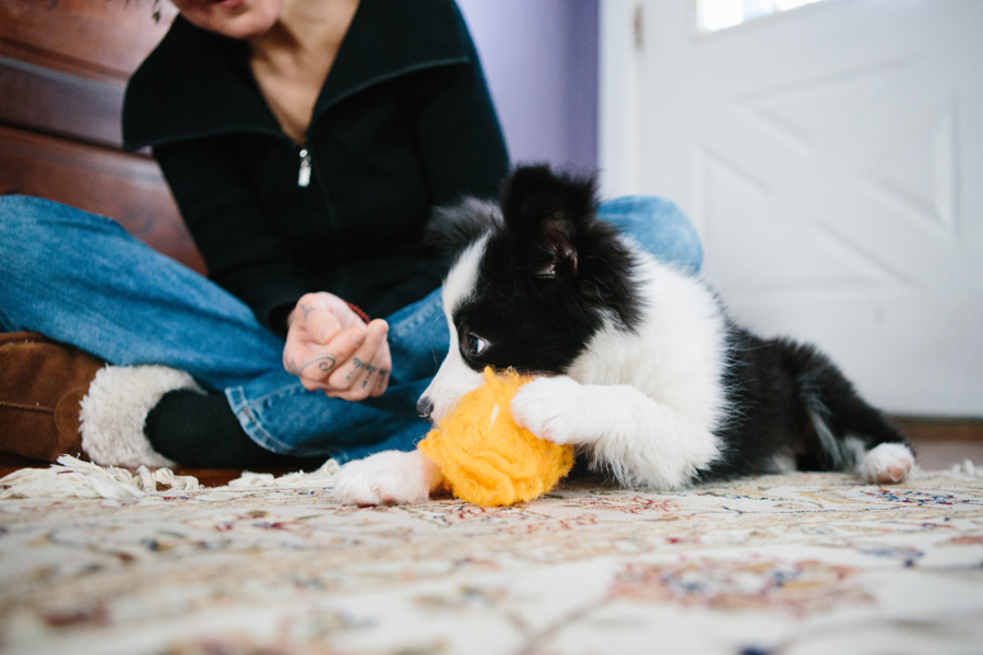 Cleveland Dog Photographer -1.jpg