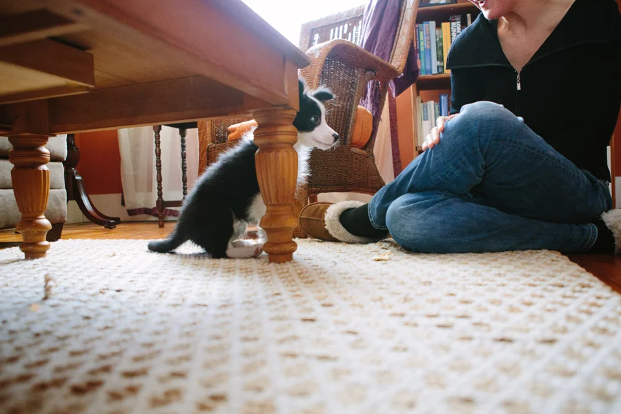 Cleveland Dog Photographer.jpg