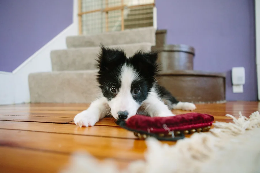Cleveland Pet Photographer-3.jpg