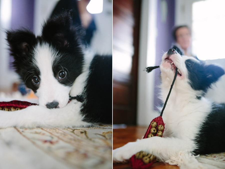 Cleveland Pet Photography - 2.jpg