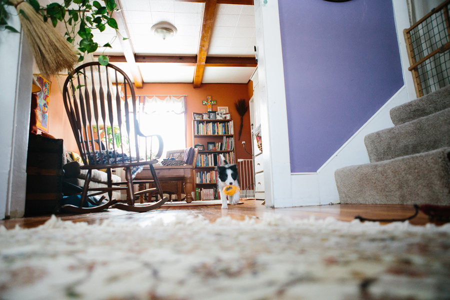 Lakewood Pet Photographer.jpg