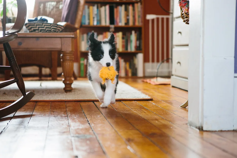 Lakewood Pet Photography.jpg