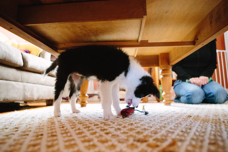 Cleveland Pet Photographer-1.jpg