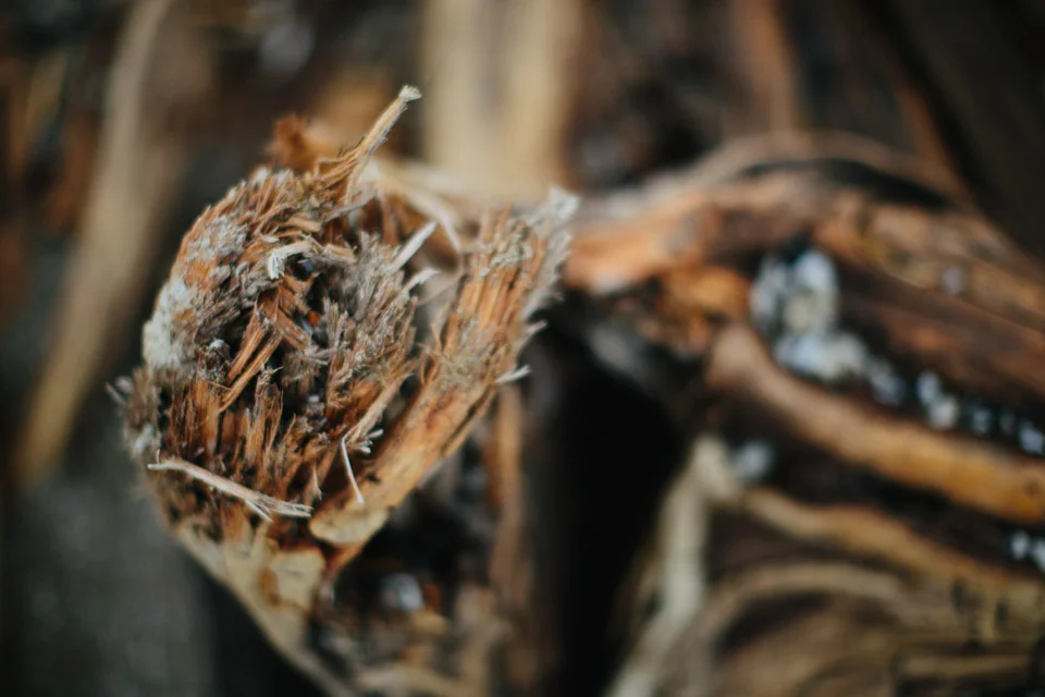 Driftwood