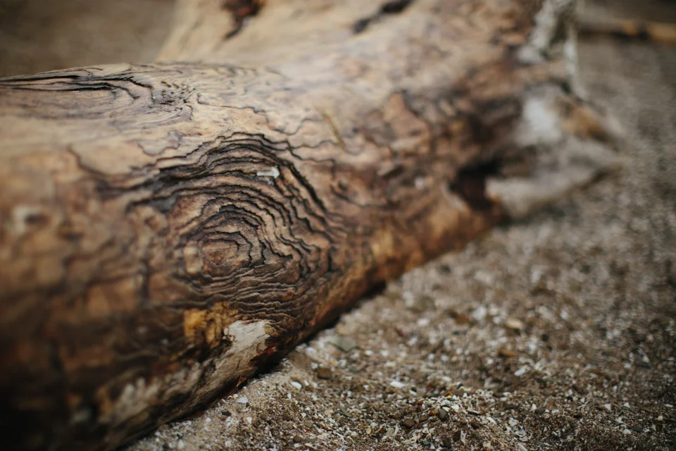 DriftWood