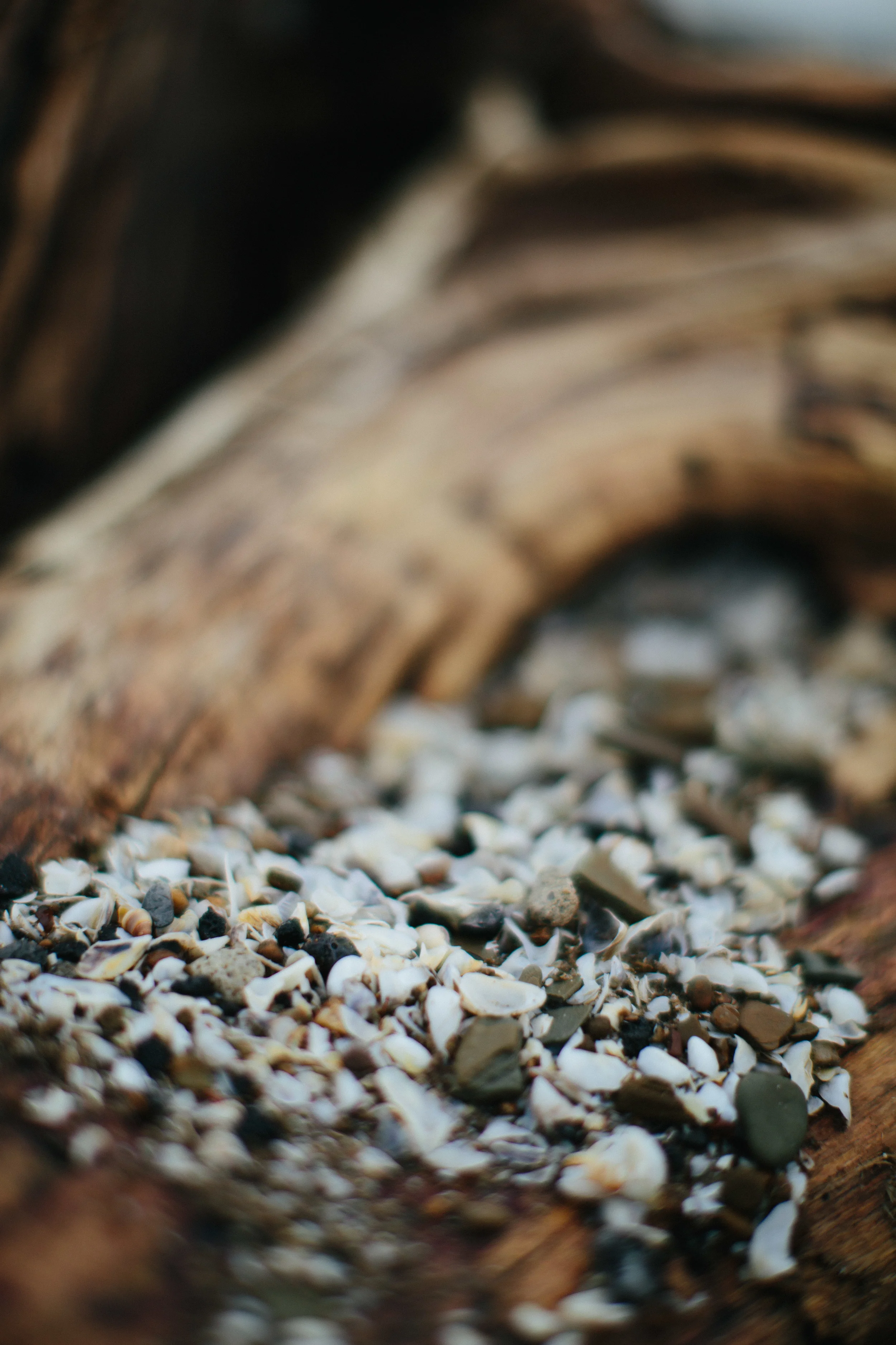 Driftwood and Shells