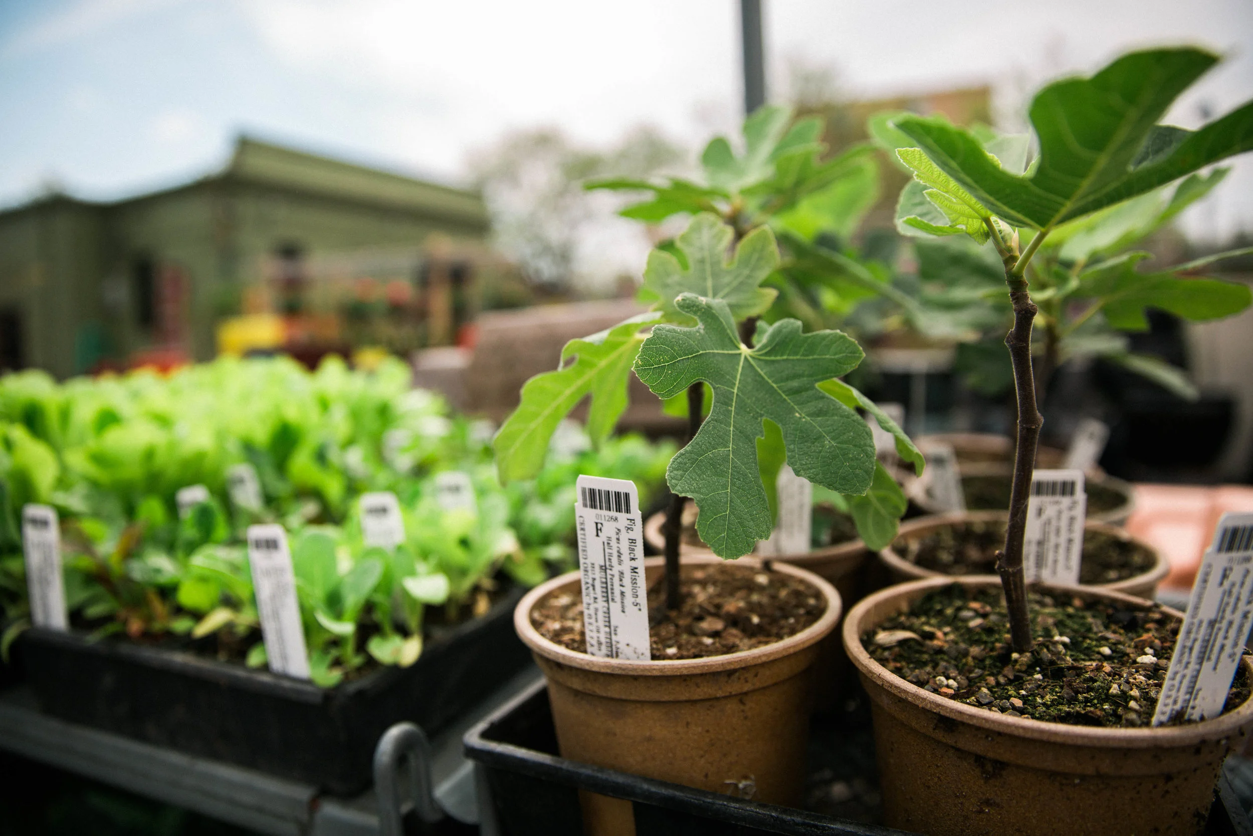April27,2017_Lakewood-Garden-Center_016.jpg