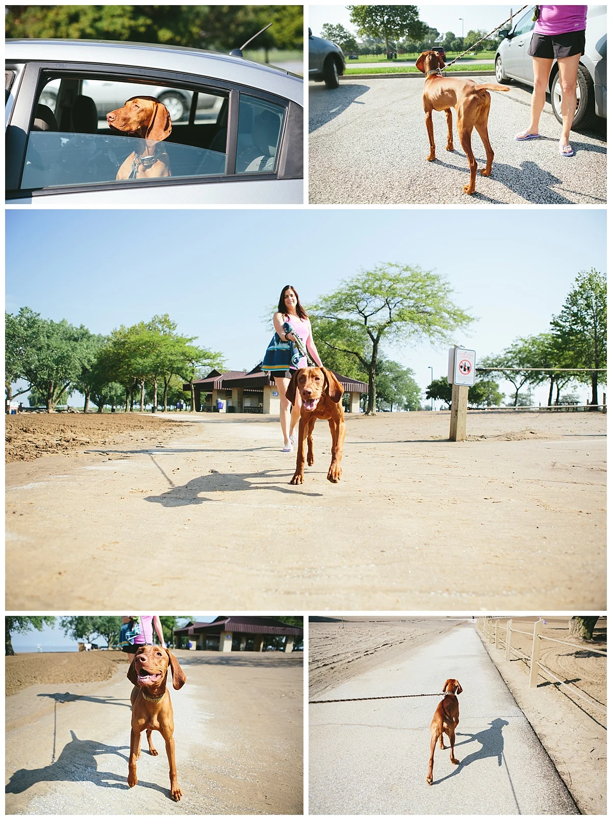 Cleveland-Pet-Photographer_0074.jpg