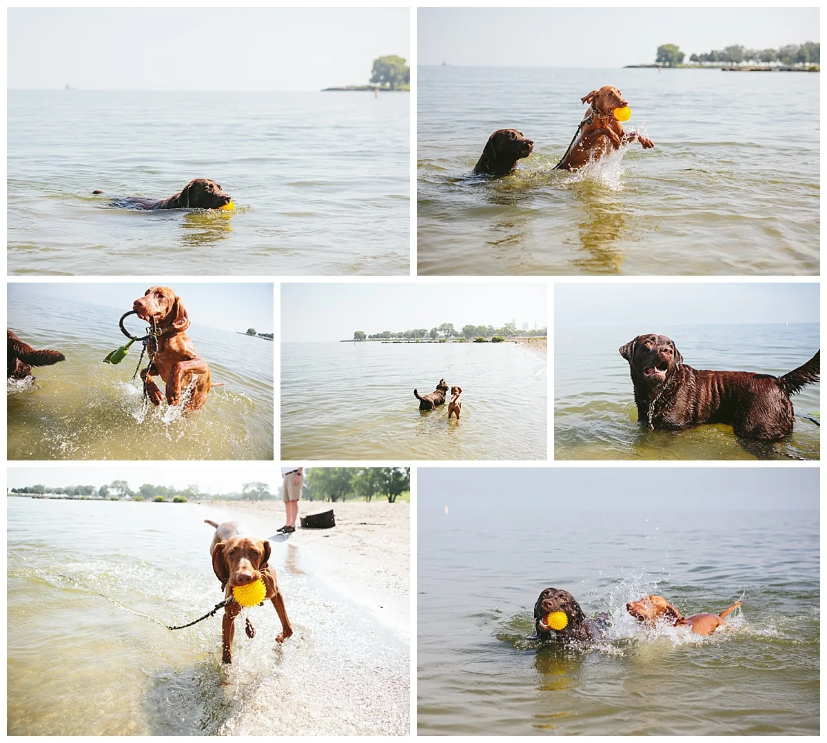 Cleveland-Pet-Photographer_0076.jpg