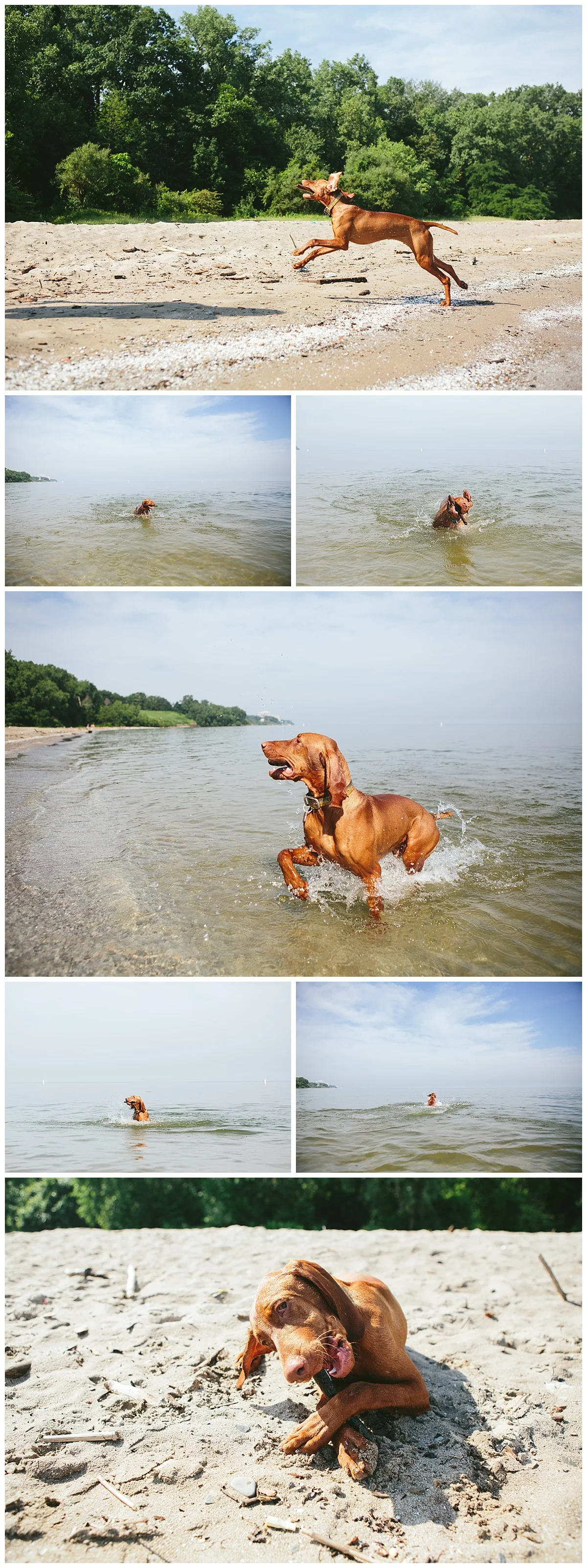 Cleveland-Pet-Photographer_0077.jpg