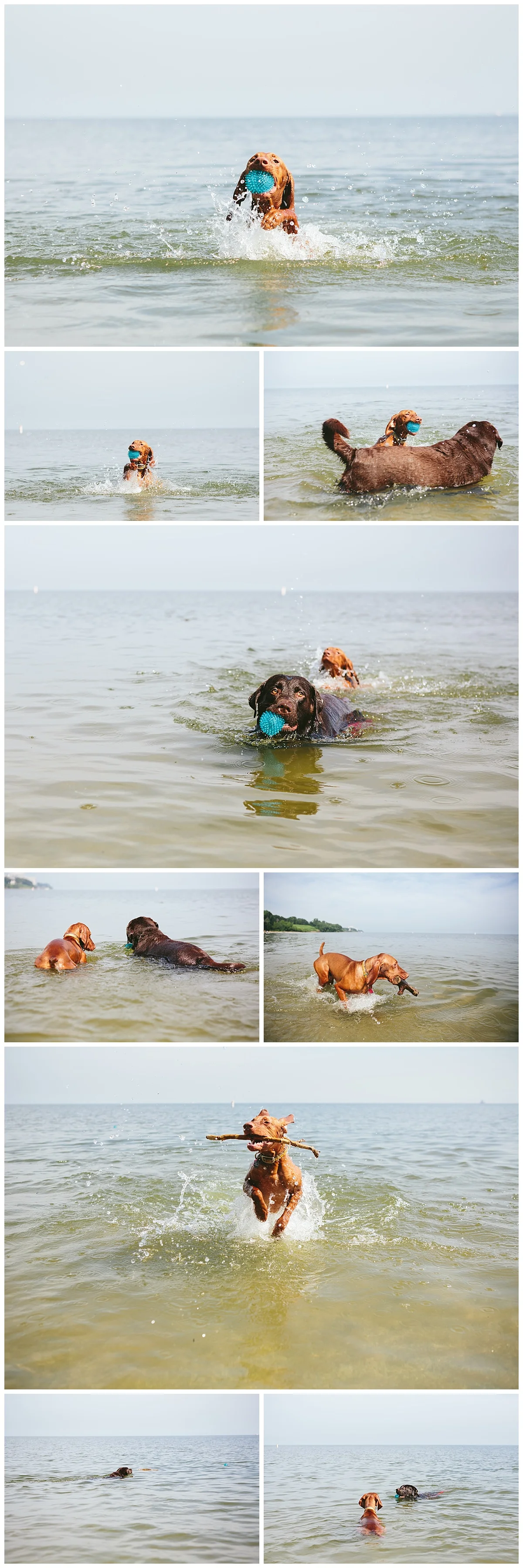 Cleveland-Pet-Photographer_0078.jpg