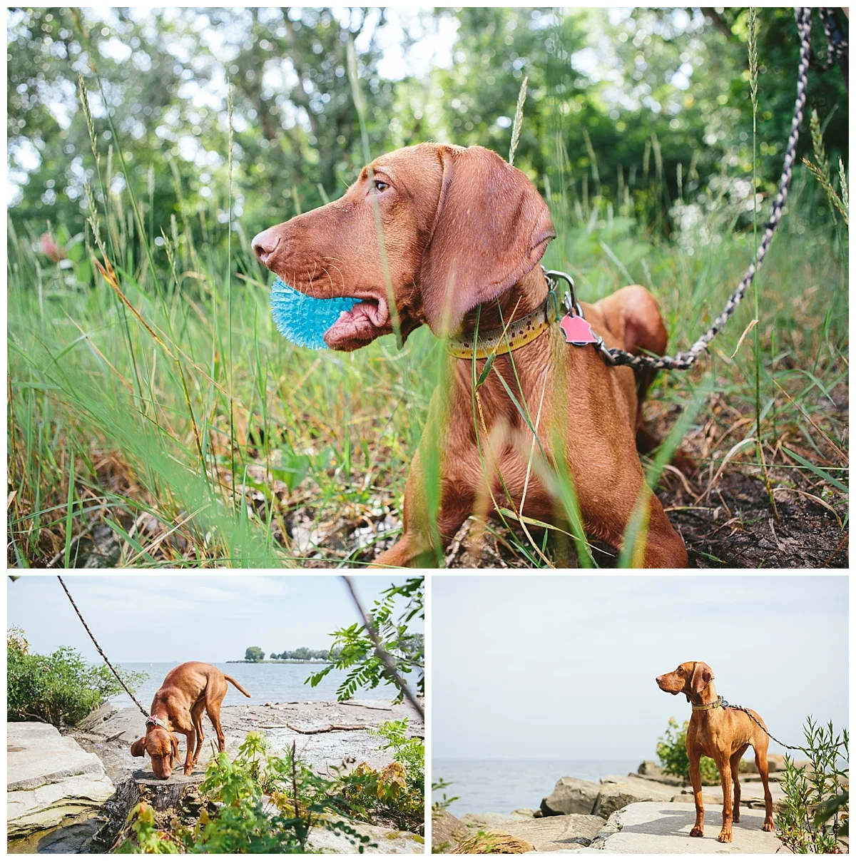 Cleveland-Pet-Photographer_0081.jpg