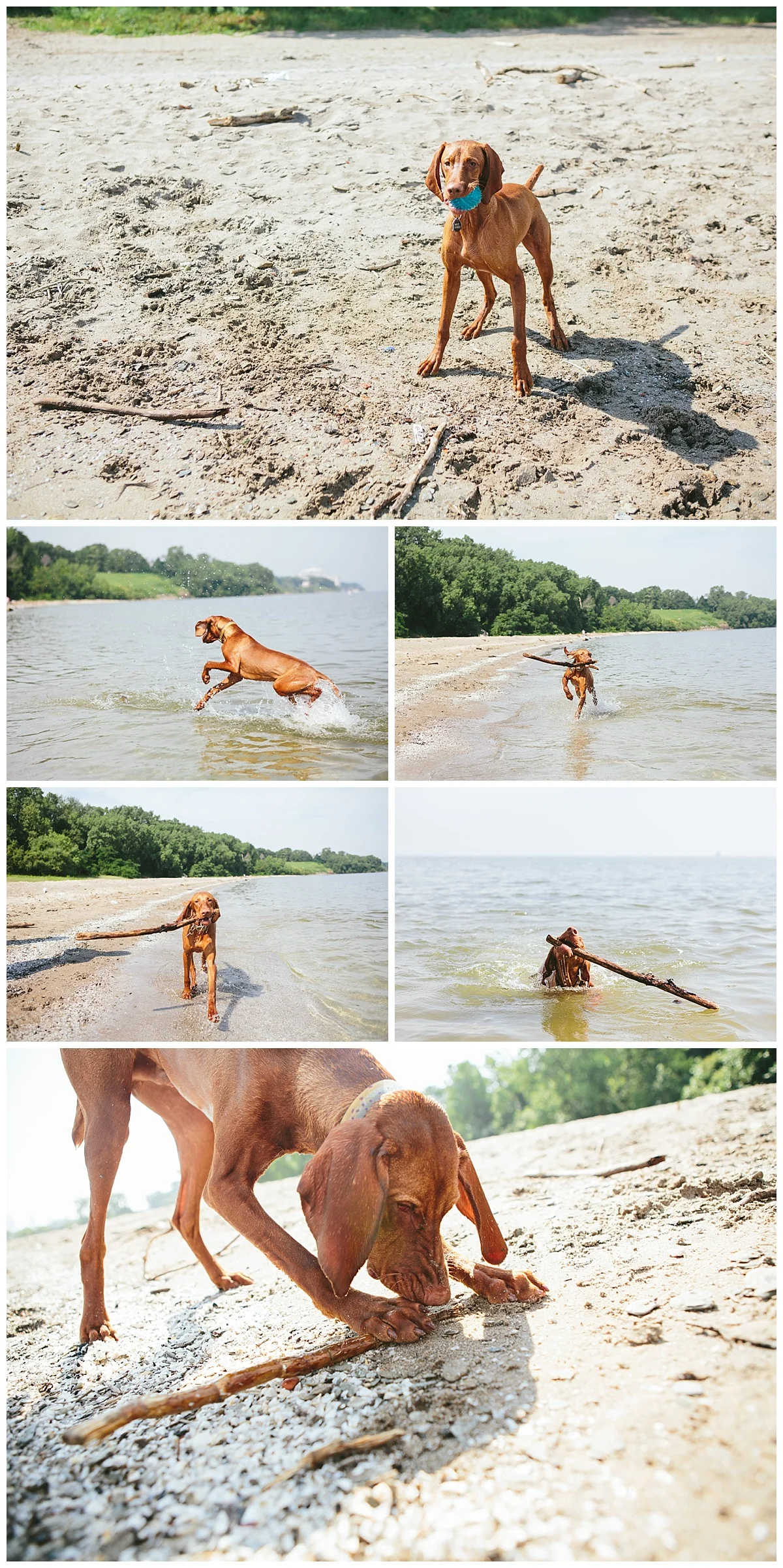 Cleveland-Pet-Photographer_0079.jpg