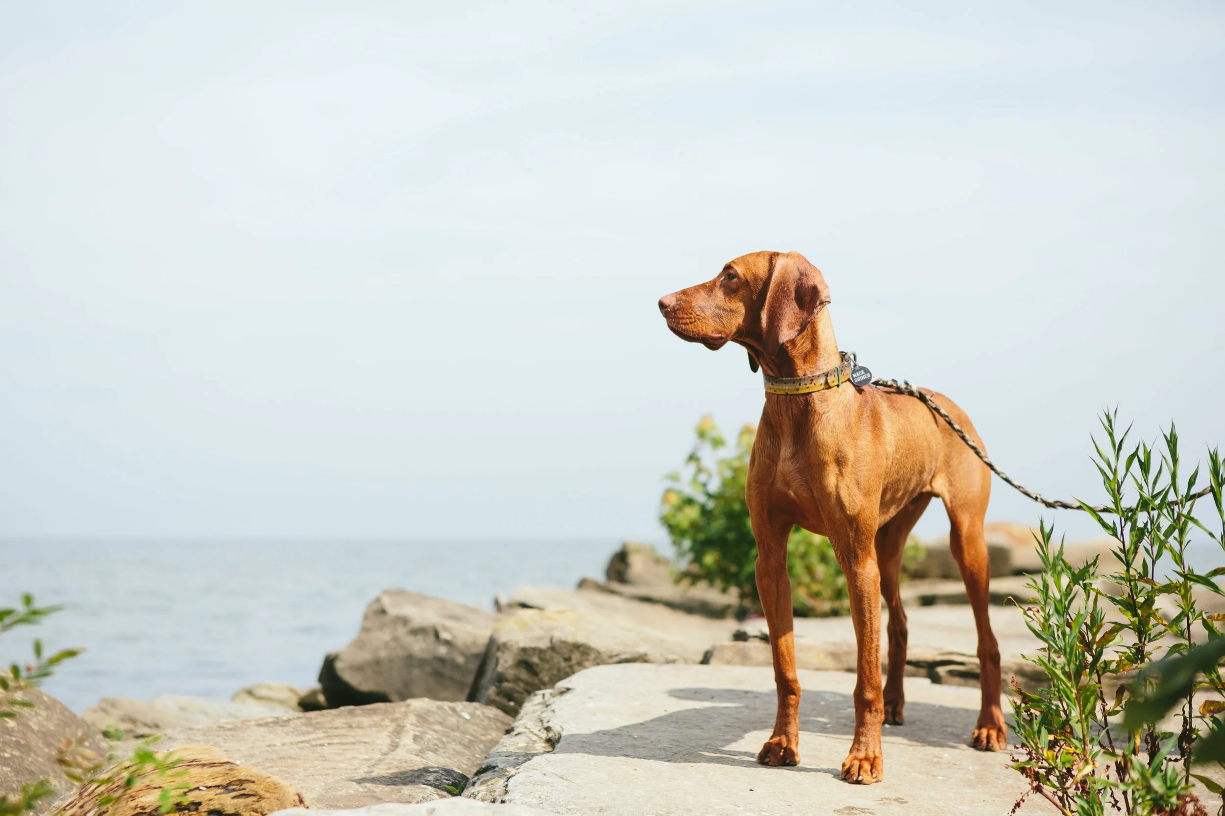 Mack's Edgewater Beach Pet Session | Cleveland Pet Photographer