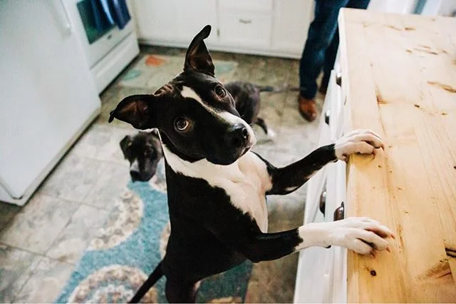 &ldquo;No, it&rsquo;s cool. Today is photo day, so I get to do whatever I want. Trust me, mom will think this is totally adorbs.&rdquo; &bull;
#clevelandpetphotographer #dontbullymybreed #pointermix #adoptdontshop #pitmix #totallyadorable #whoreallyr