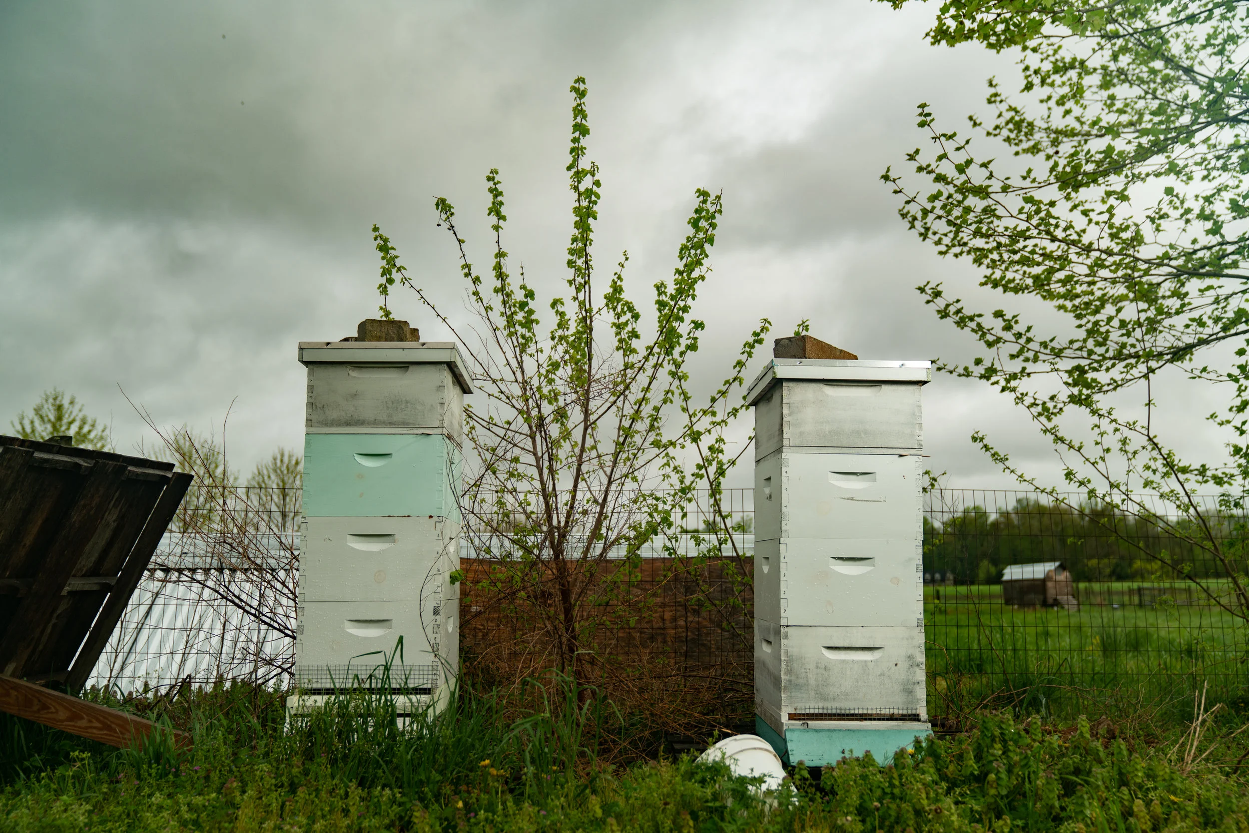 BeeKeeper_George-5.jpg